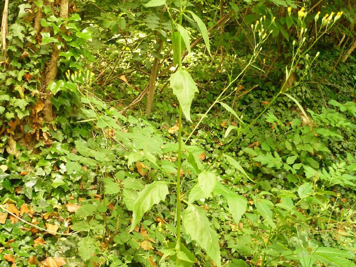 Lapsana communis subsp. communis (Asteraceae)